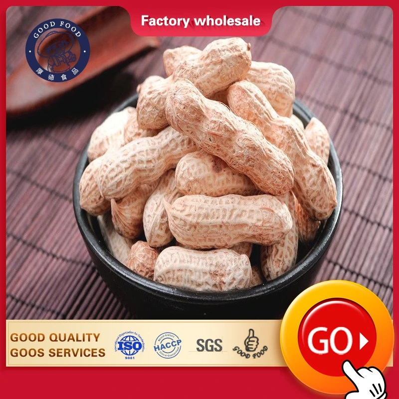 Chinese Factory Top Quality Raw Peanuts in Shell Roasted Peanut