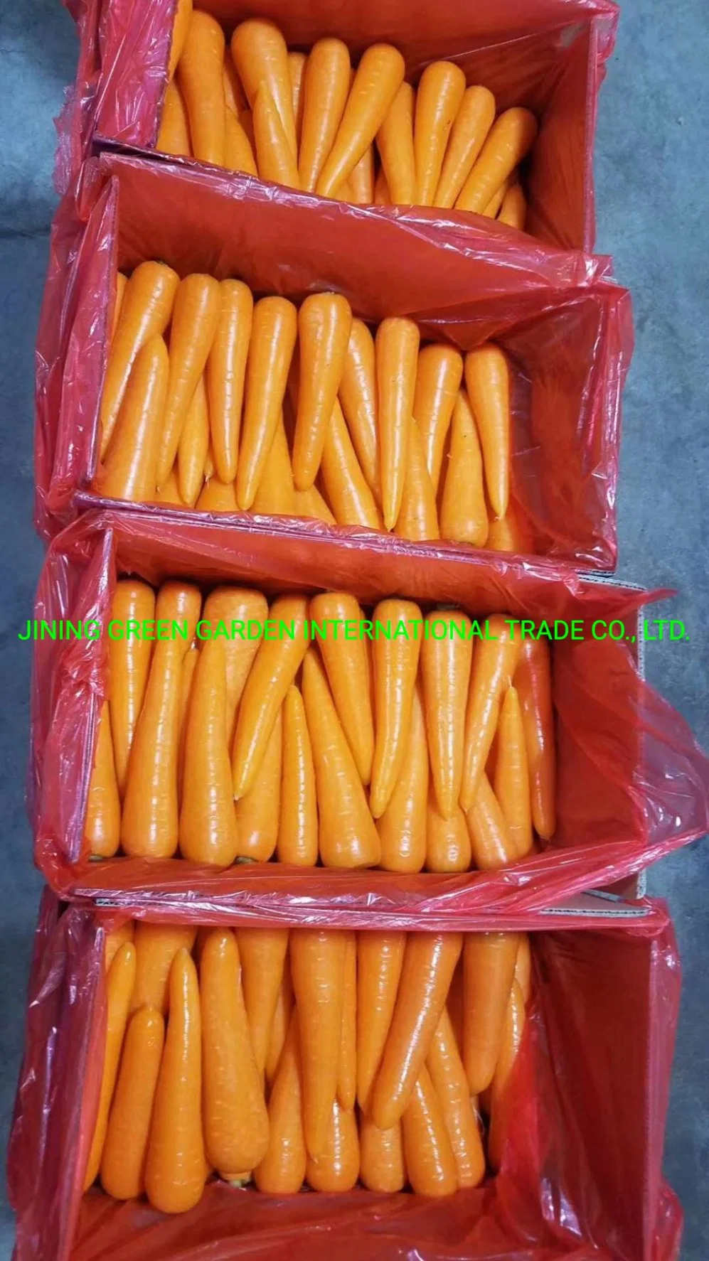 2020 نيو Crop Fresh Carrot الخضار الحلوة S: 80-150 غ، M: 150-200 غ، L: 200-250 غ، 2L: 250-320 غ، 3L: 300 غ&amp;up التغليف: 8 كجم/5 كجم/9 كجم/10 كجم/20 كجم ككرتون