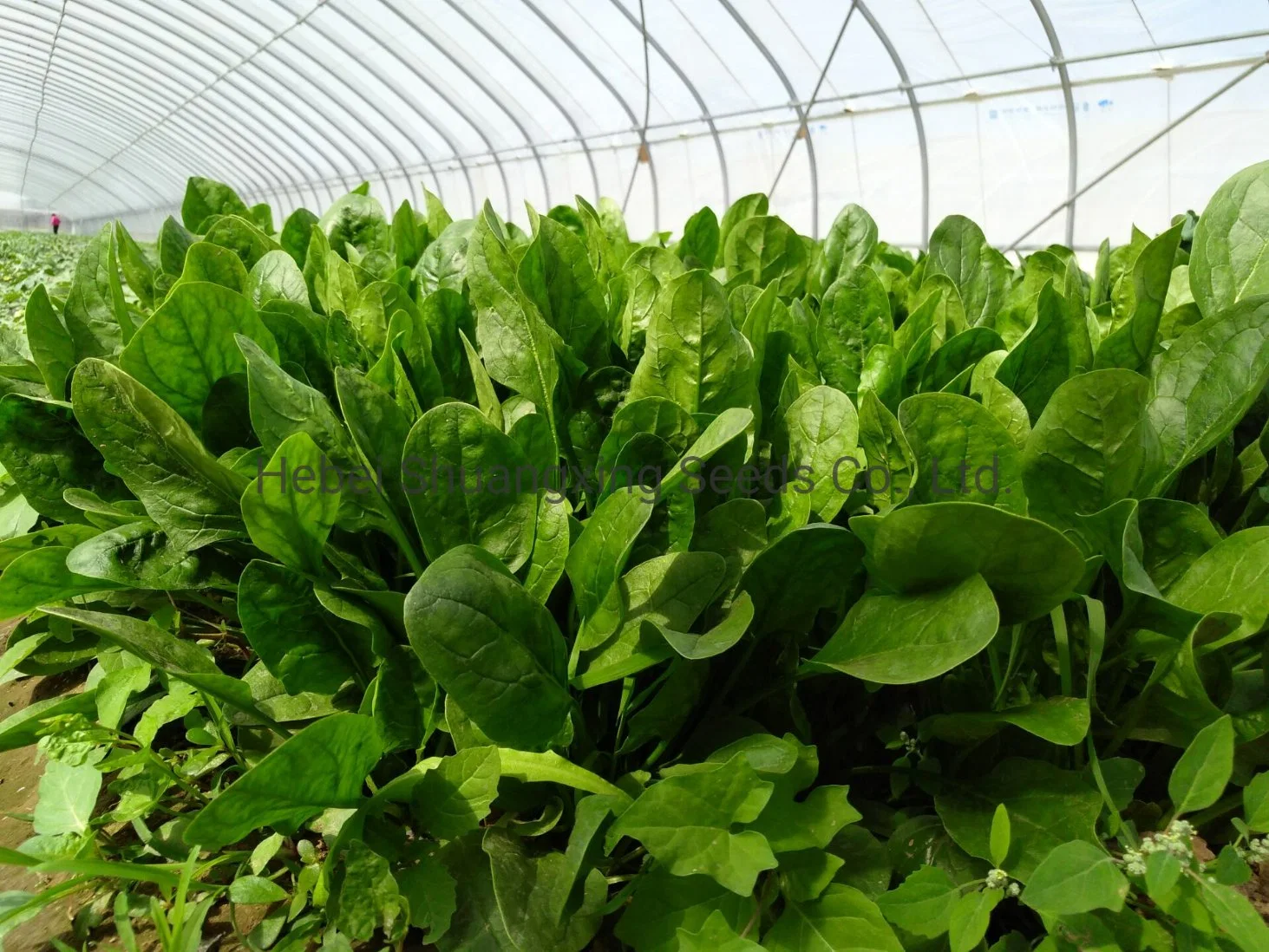 High quality/High cost performance Spinach Seeds Green Vegetable Seeds