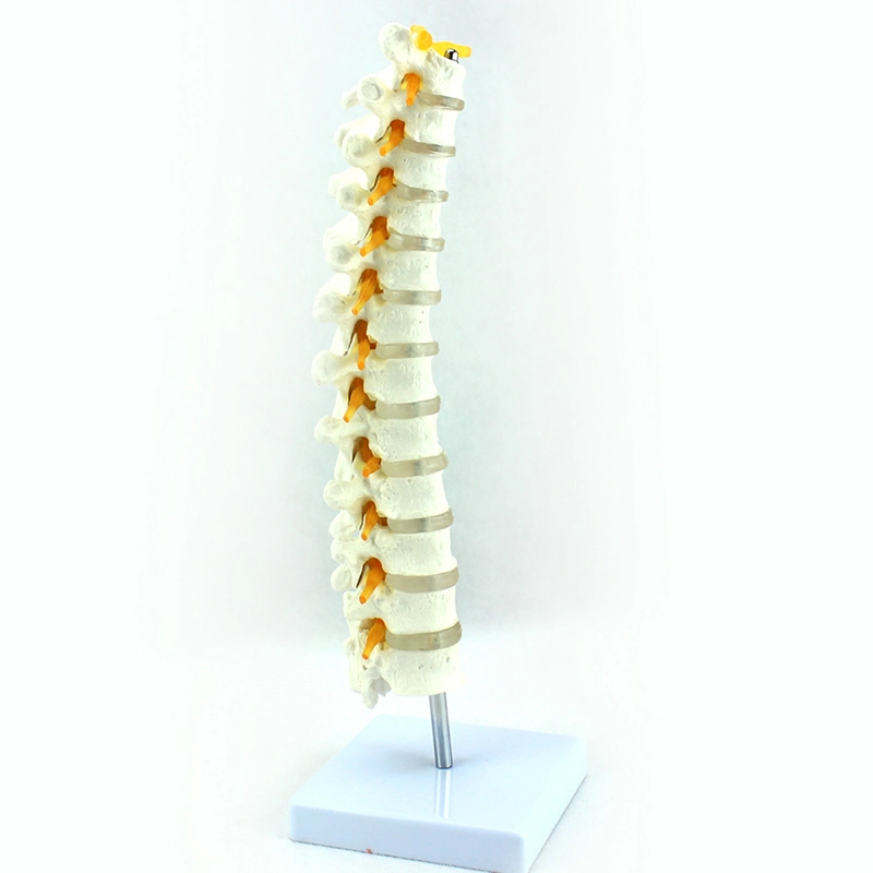 Medical Teaching Models Bone Color Human Teaching Skeleton Model of Cervical Vertebra Model