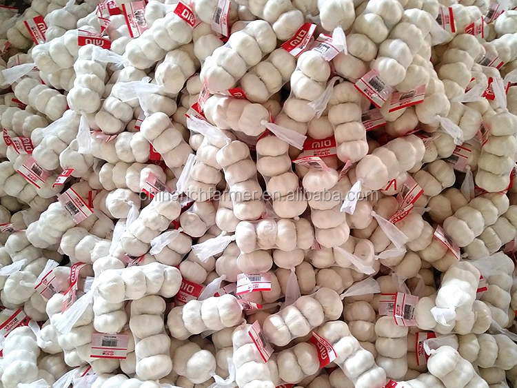 Buy Chinese Garlic Fresh Garlic Supplier Red Garlic