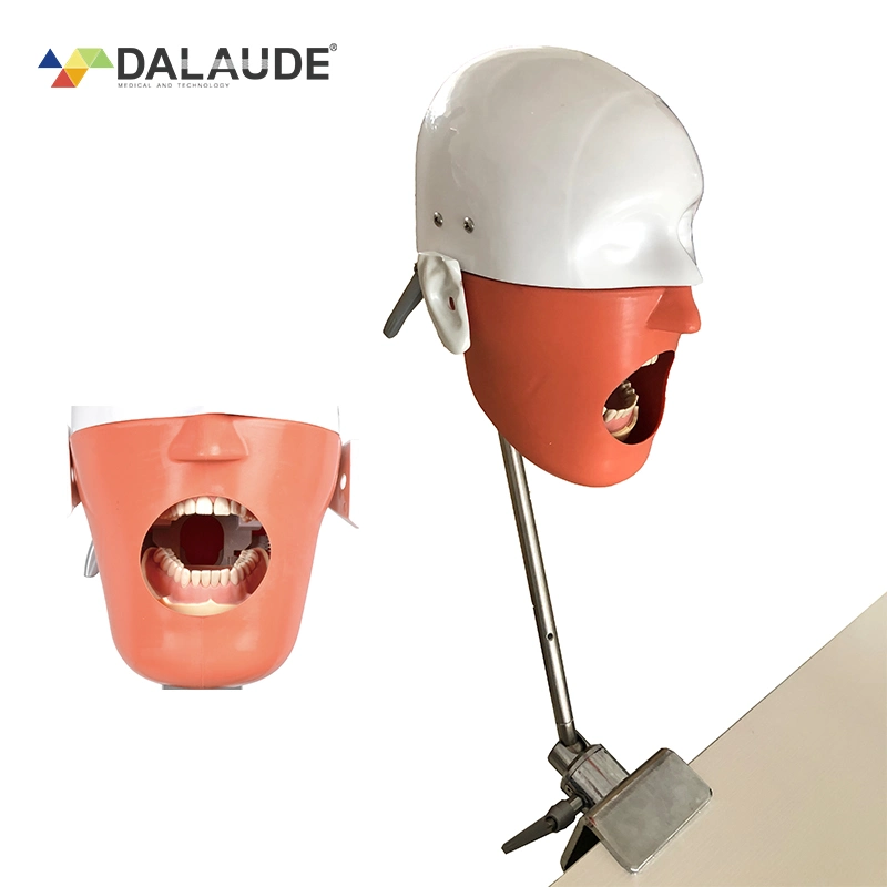 Dental Phantom Manikin Matériau en silicone Taille variable Confortable à utiliser et à entraîner