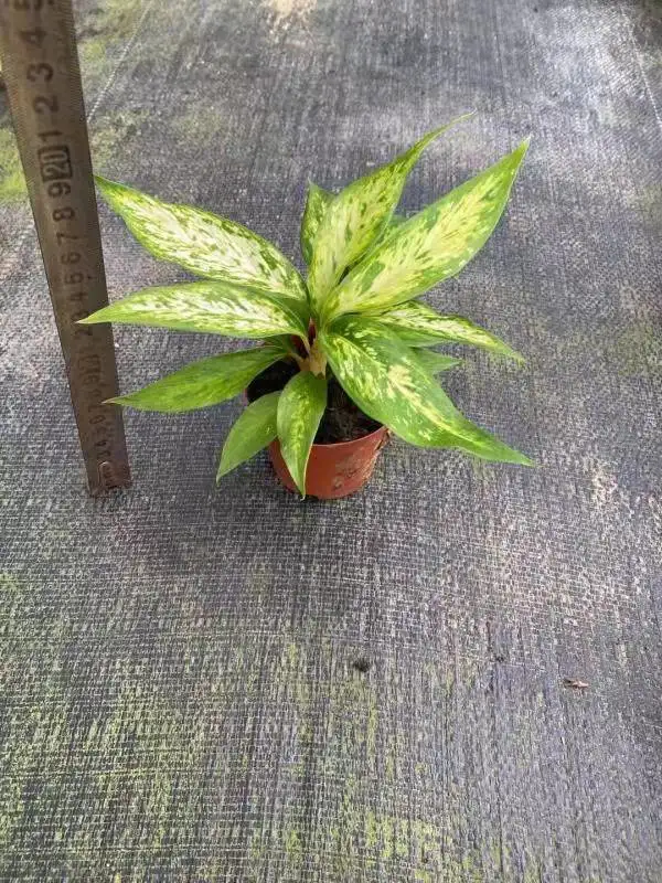 Garden Decoration Aglaonema 'silver Queen' Aglaonema Varieties in Stock