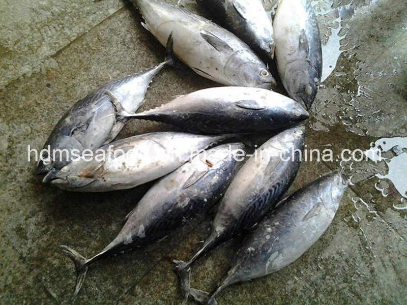 Toda a rodada congelados peixes de Bonito (Euthynnus affinis)