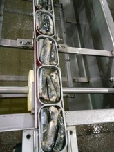 Canned Sardine Pilchard in Oil Supplier