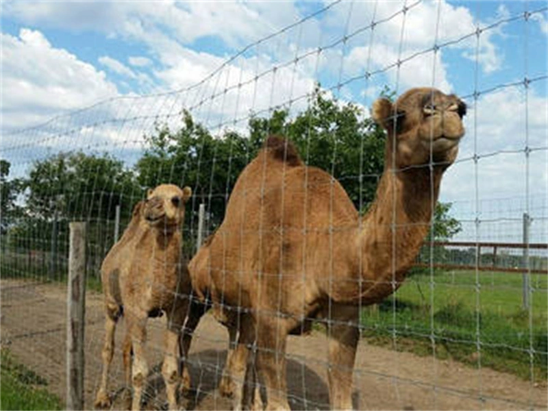 Valla de ganado de granja campo malla de alambre galvanizado para ovejas caballo ciervo