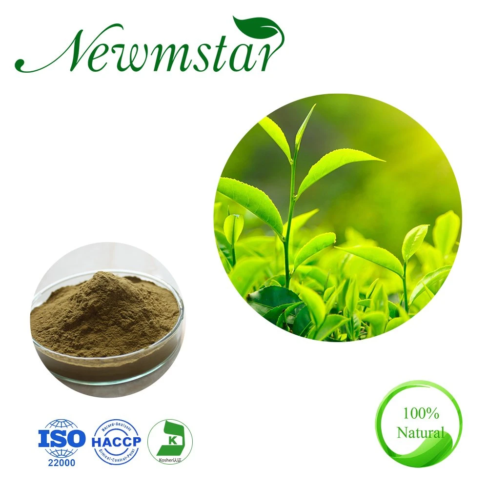 High quality/High cost performance  Natural Pure L-Theanine Green Tea Extract