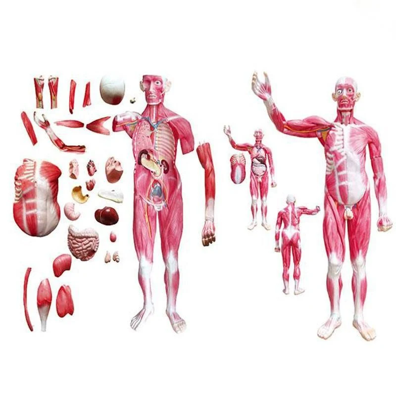 Best Selling Medical Teaching Anatomical Model 85cm Human Body Muscles