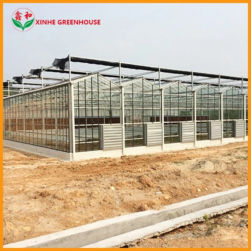 Vegetable Tunnel Multi-Span Glass Greenhouse From Factory