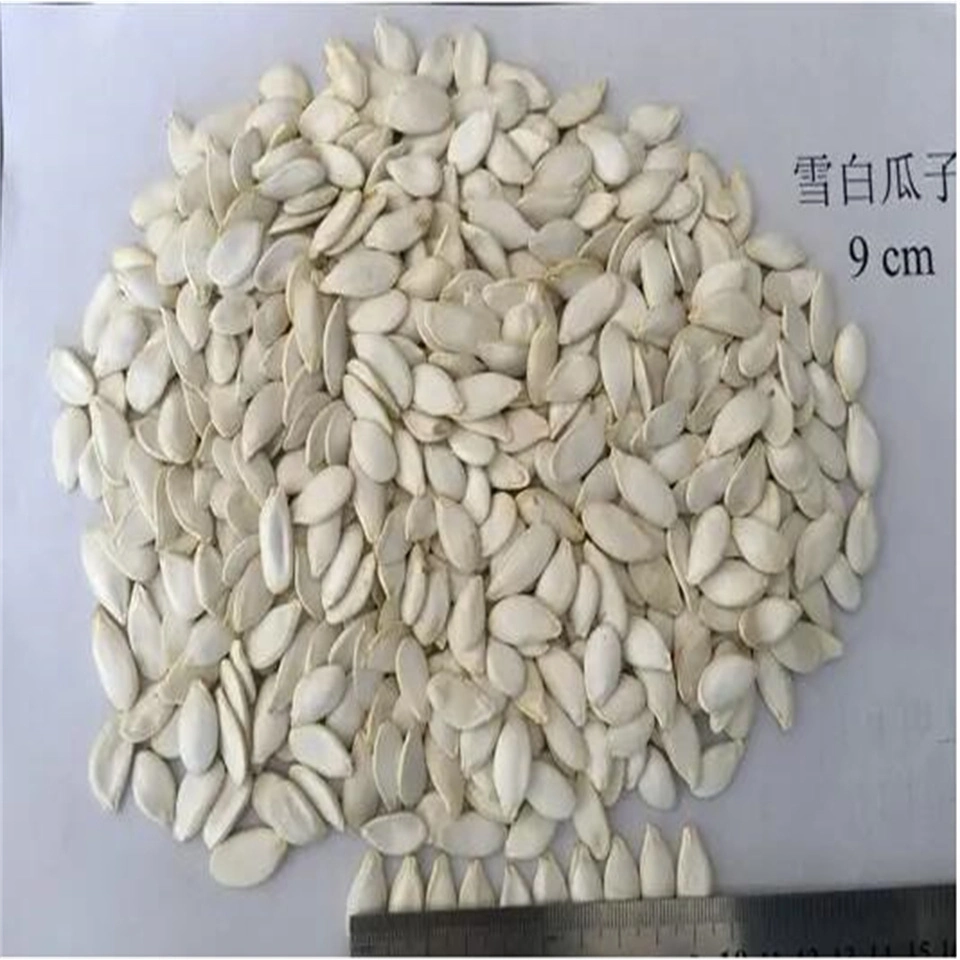 Good Quality Big Size White Color Inner Mongolia Factory Snow White Pumpkin