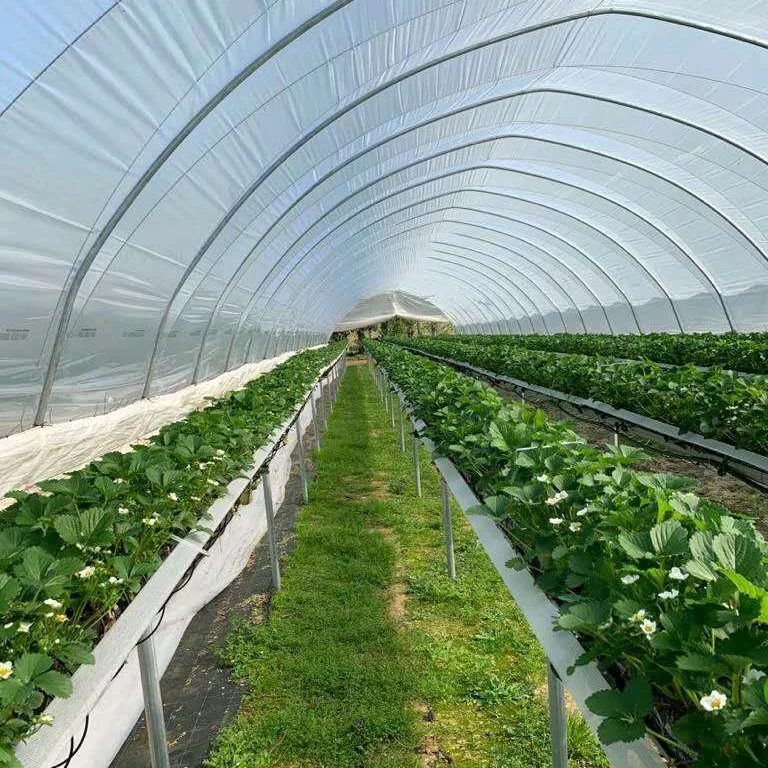 Agricultural Plastic Film Arch Greenhouse