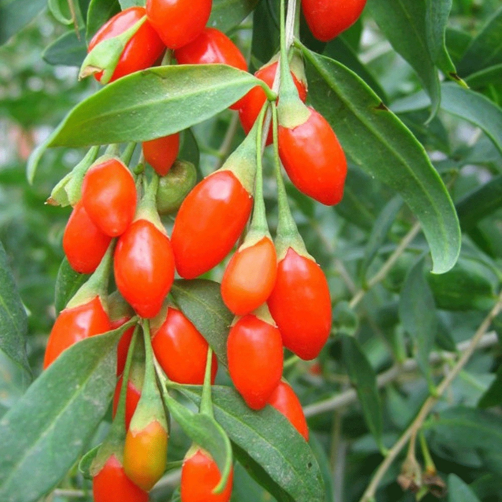 TouchHealthy Supply Lycium Barbarum Seeds/Wolfberry Seeds/Goji Berry Seeds