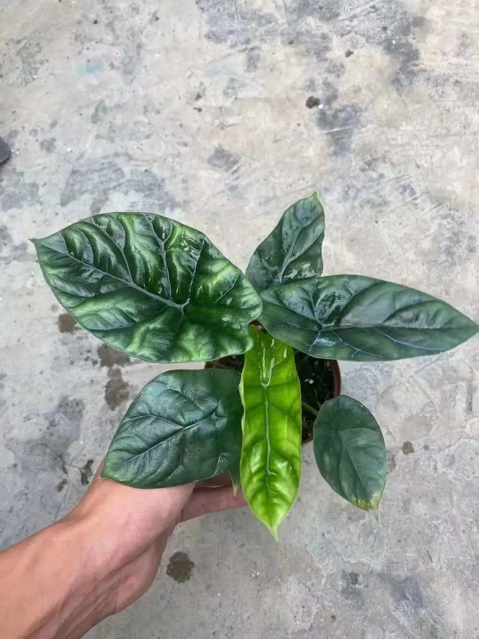 Alocasia Sinuata planta viva Bonsai Sala de estar dentro y fuera de oficina