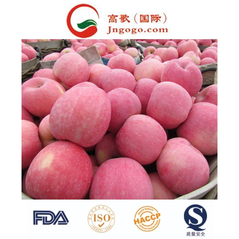 High quality/High cost performance  for Exporting Fresh Chinese FUJI Apple