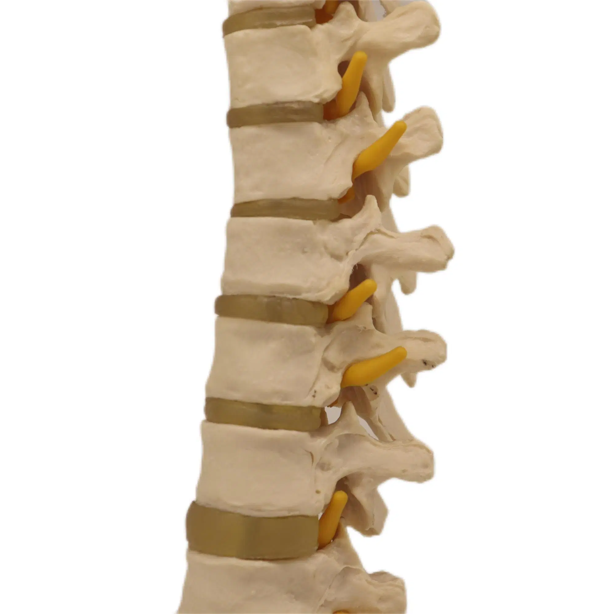 Lab Biological Teaching Models Thoracic Vertebra Skeleton Model of PVC