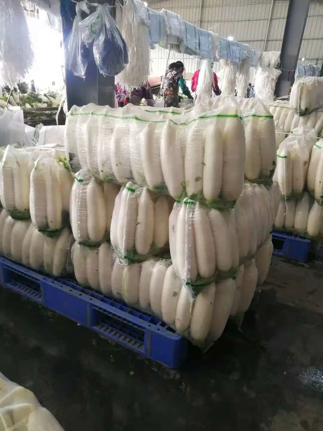 New Crop Chinese White Radish Best Quanlity