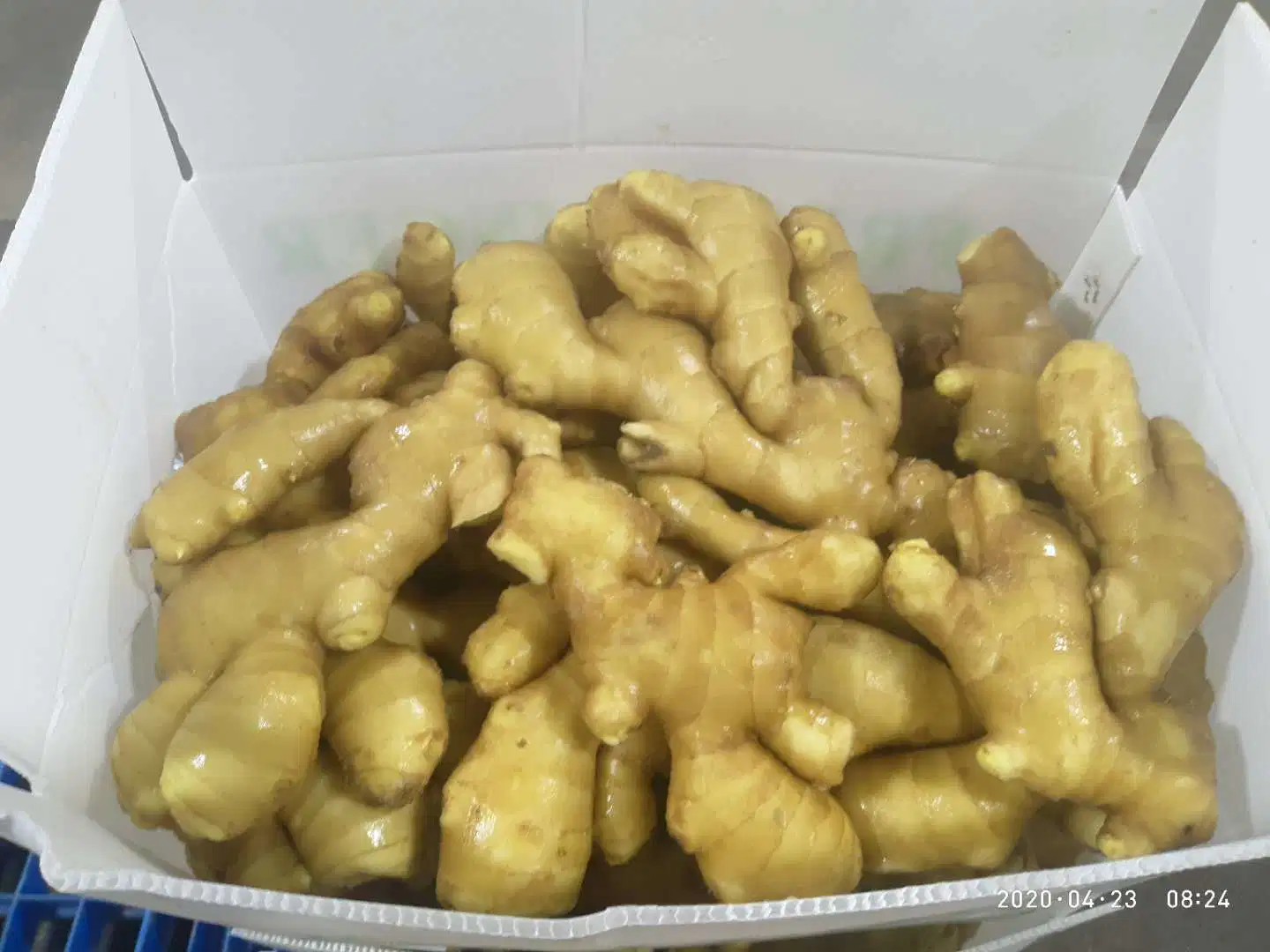 2023 Wholesale/Supplier Low Price Selected Top Quality New Crop Air Dry Ginger