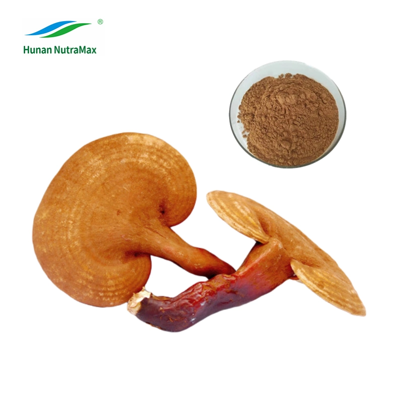 100% naturel le champignon Reishi Extract