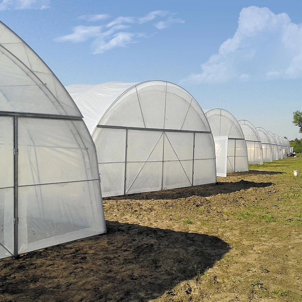 Single-Span Poly Tunnel Greenhouses with Galvanized Steel Structure