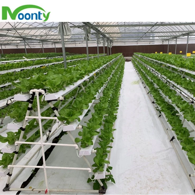 New Design Agricultural Commercial Nft Lettuce/Celery Cultivation Hydroponics System