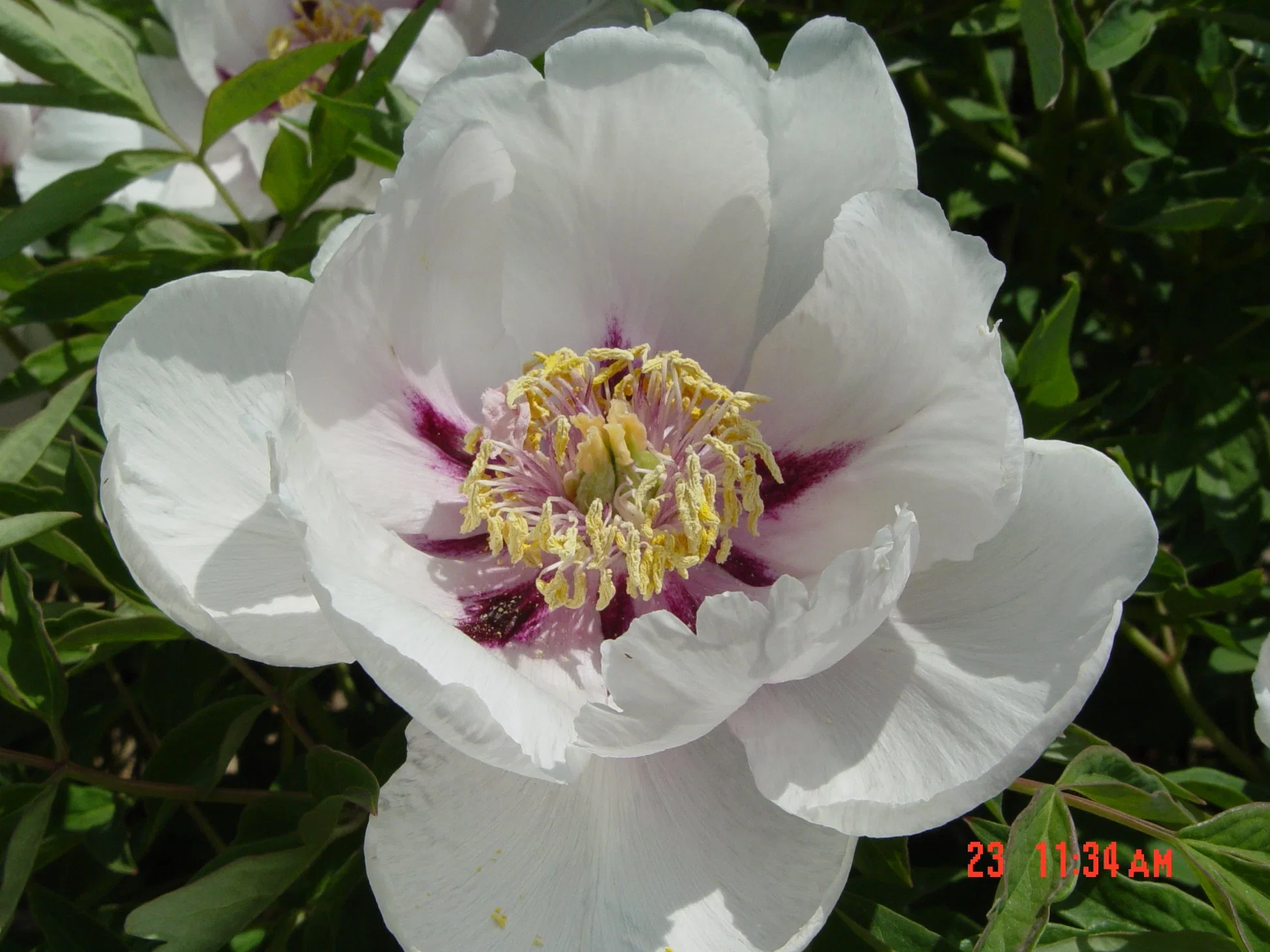 Hot Sell Big Flower White Color Petals with Red Spots Chinese Rockii Peony Chun Nuan Hua Kai