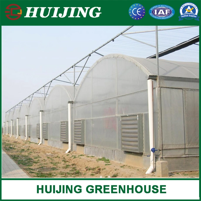 Customized Multispan Film Greenhouse for Tomato Growing