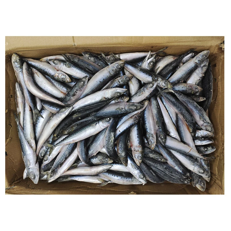 Toda a rodada congelados peixes sardinha sardinhas congeladas Sagax 50-80g