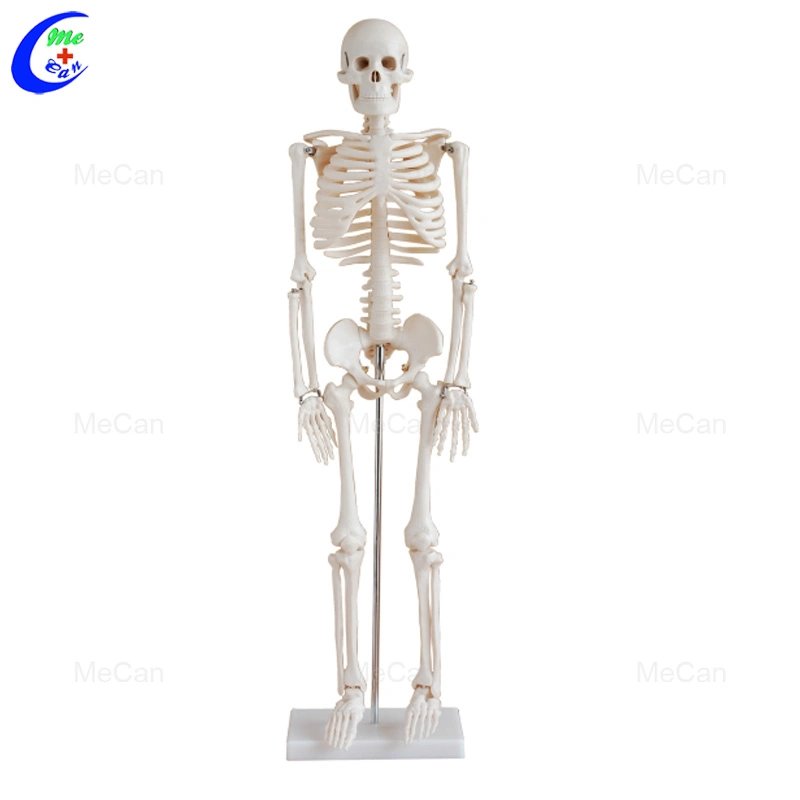 Fabrik Preis PVC Mekannisch menschliche Anatomie Medizinische disartikuliert 85cm 180cm Skelettmodell