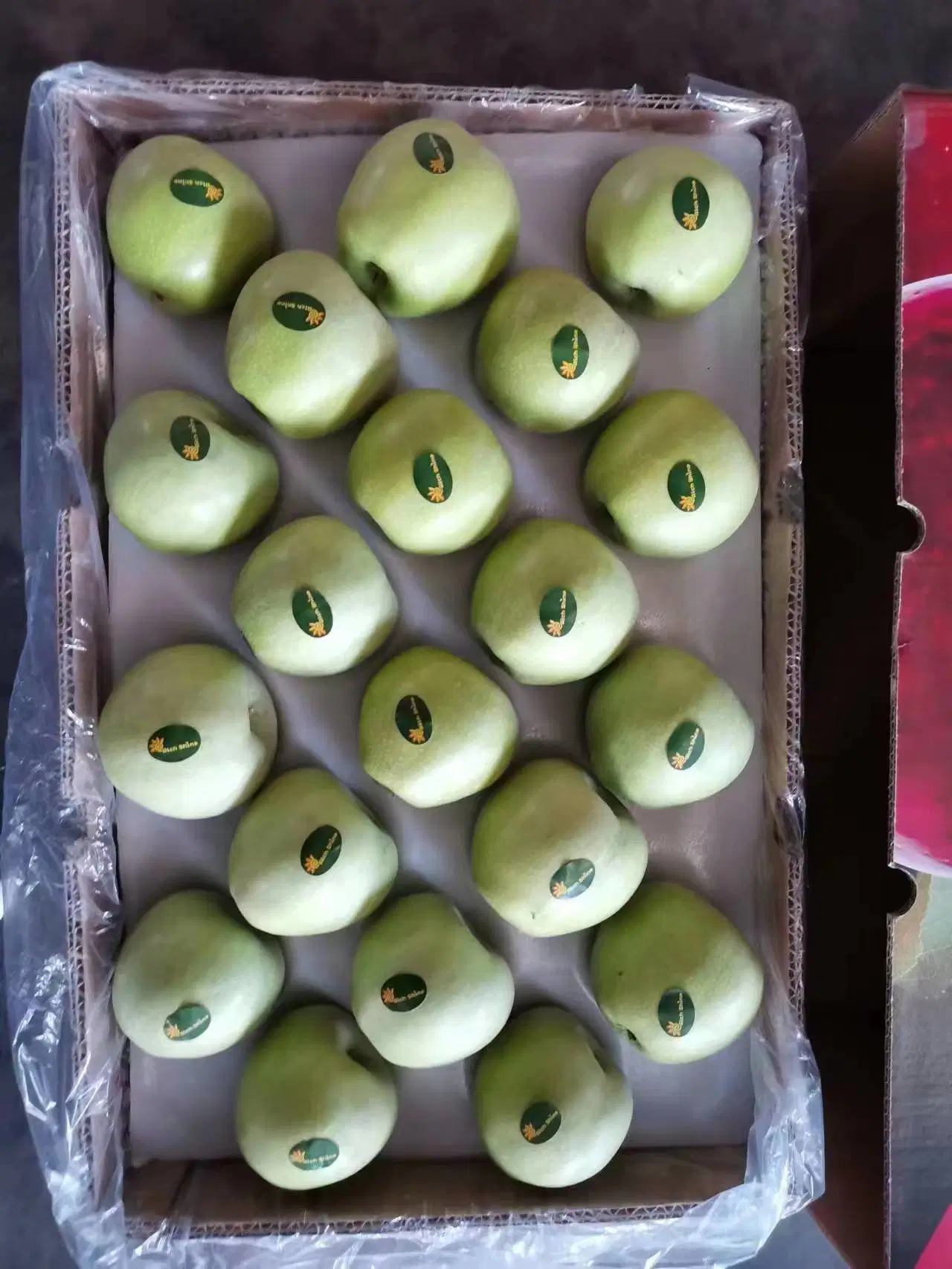New Crop of Fresh Qinguan Apple