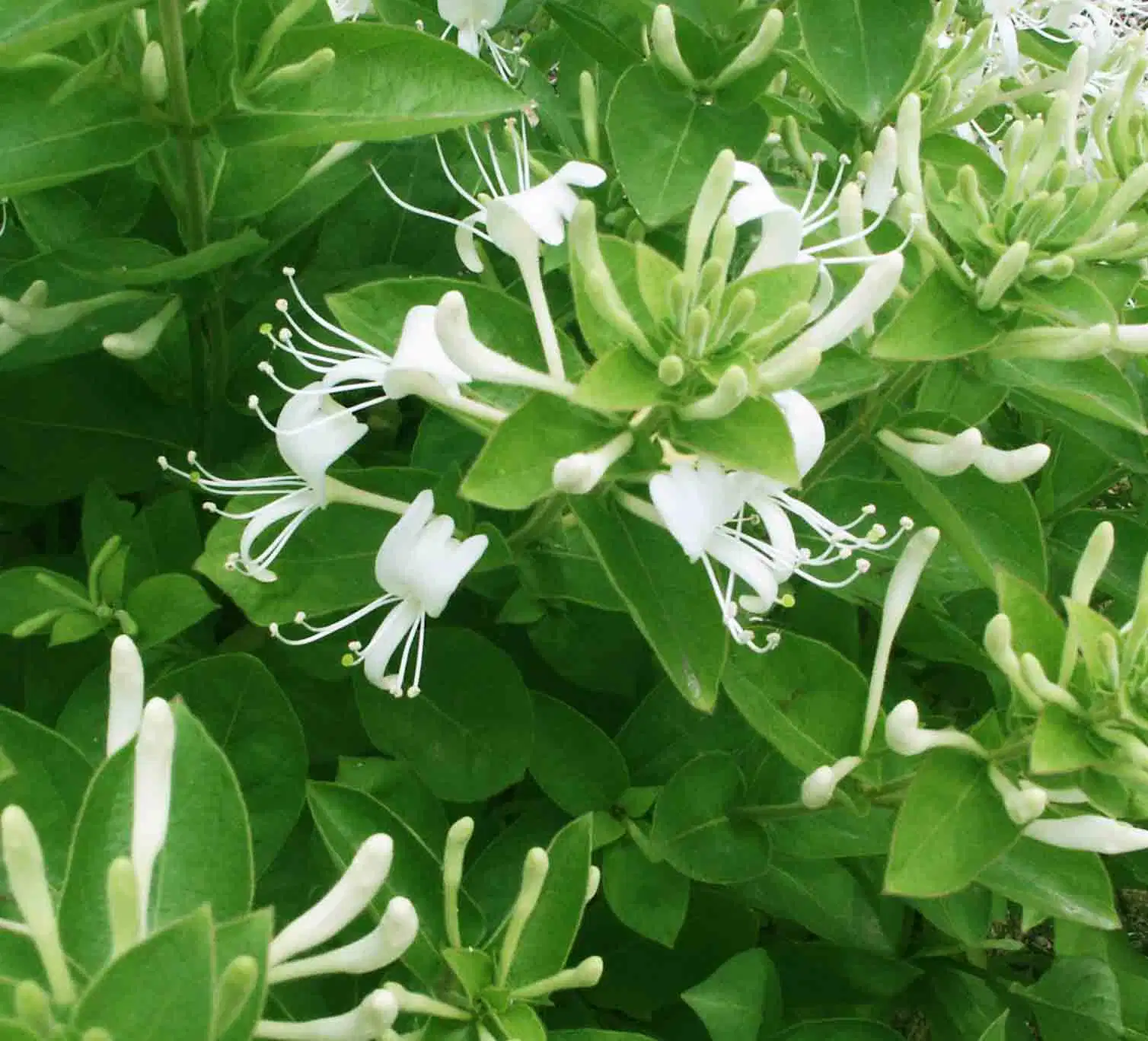 Herbal medicina antiviral para la enfermedad de la gripe Jin de inyección de gen.