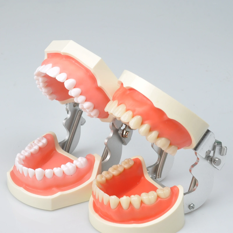 Dynamic Dental Teaching Tooth Model for Clinic or Hospital Use