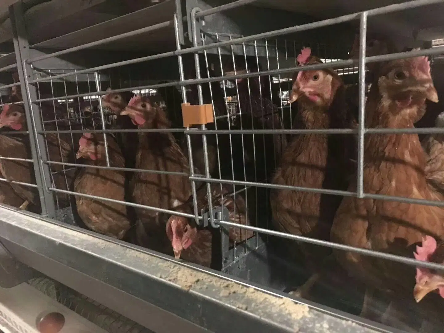 Bird Cage de poulet et de système d'alimentation pour la vente