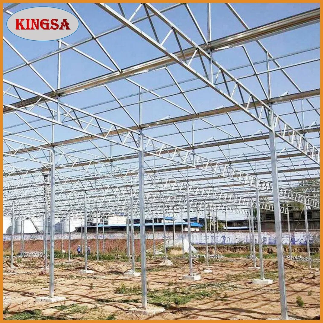 Agricultural/Commercial Multi-Span PC Sheet Greenhouse with Hydroponic System and Automatic Irrigation System