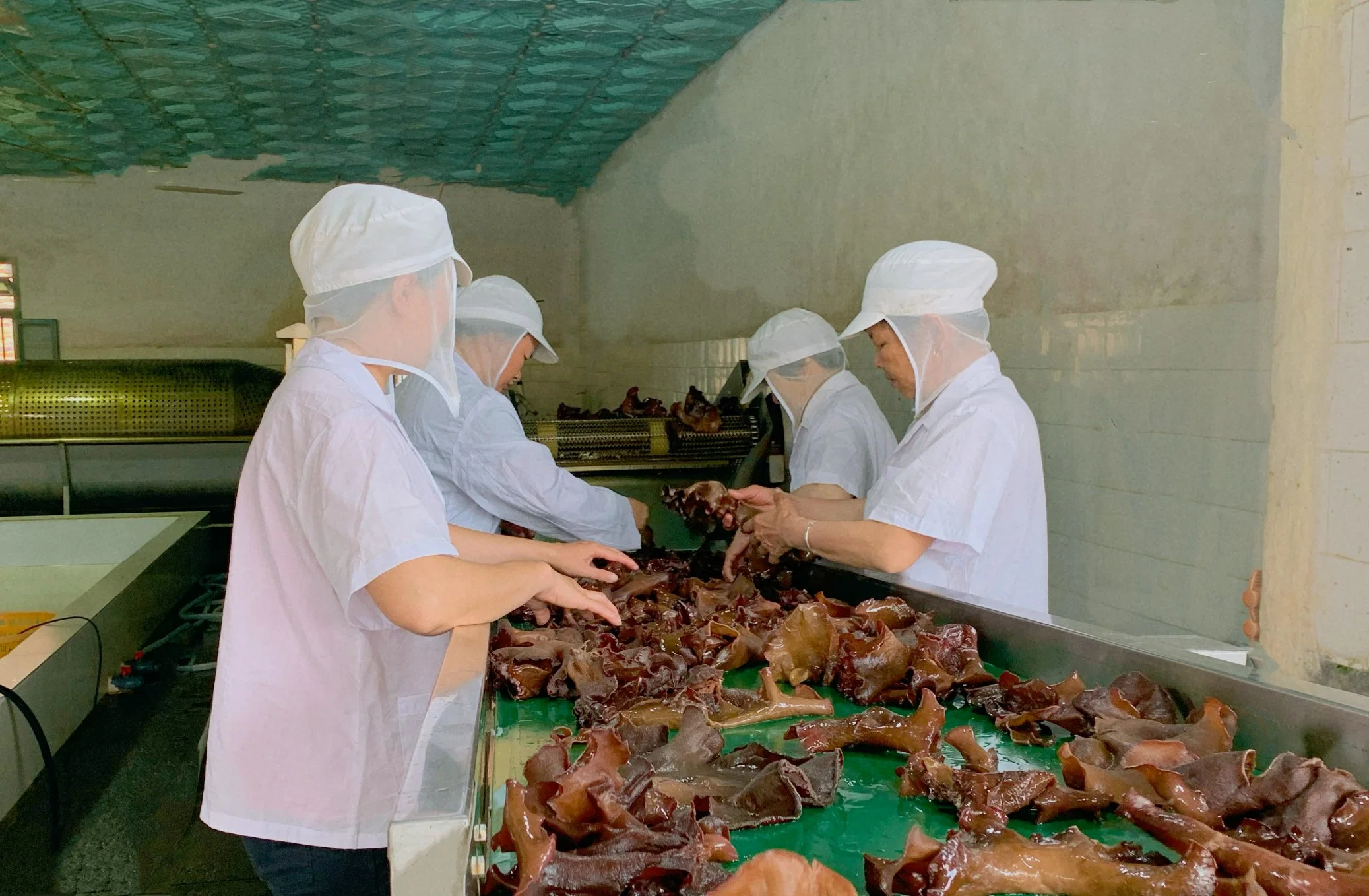 Hohe Gesunde Vorteile White-Backed Black Fungus Food Cut