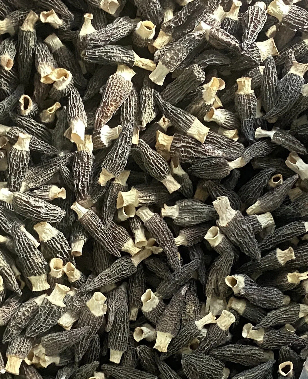 Approvisionnement direct en usine champignons en Morel séchés