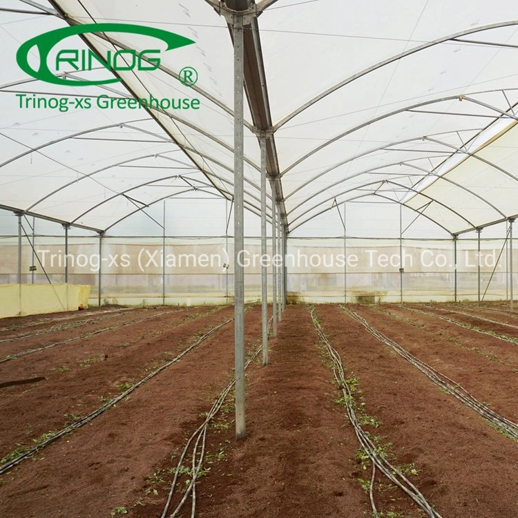 Trinog Greenhouse plastic film gothic roof vent poultry farm greenhouses for lettuce hydroponics