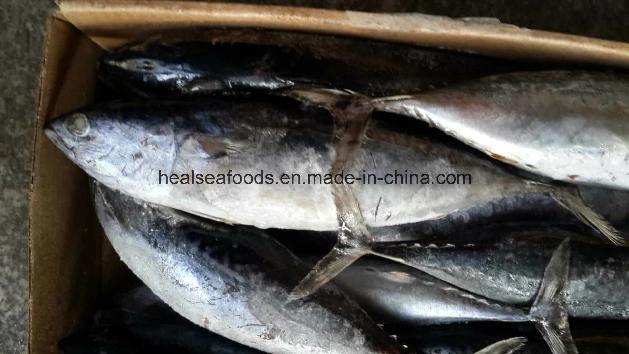 Qualidade de peixes do Mar da China- Congeladas Bonito/Bullet Estoque pronta de atum