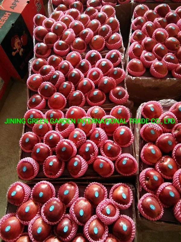 New Crop Chinese FUJI Apple for Export Good Quality From China