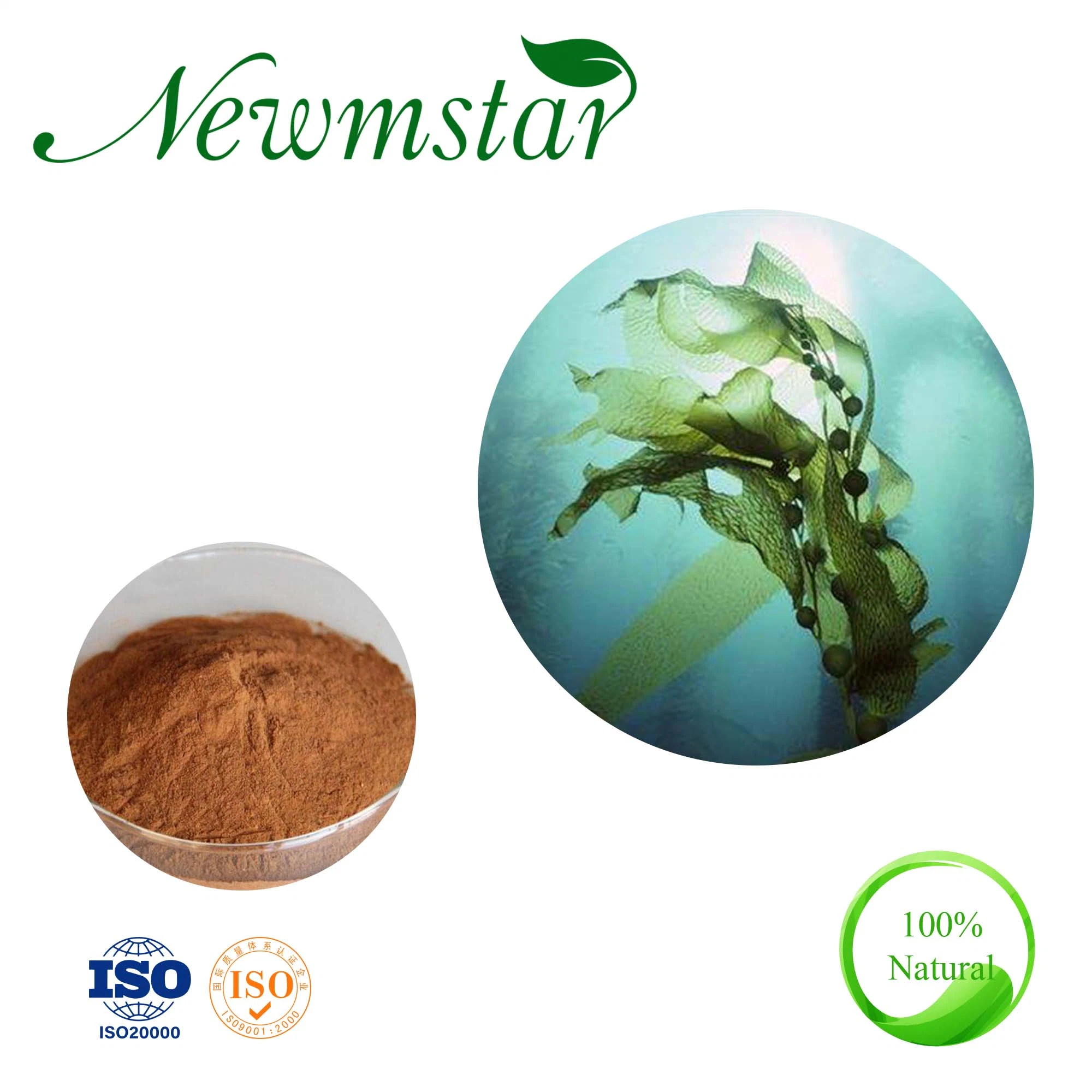 Professional Supplier Sea Algae Extractkelp Extract Seaweed Powder for Improving Immunity