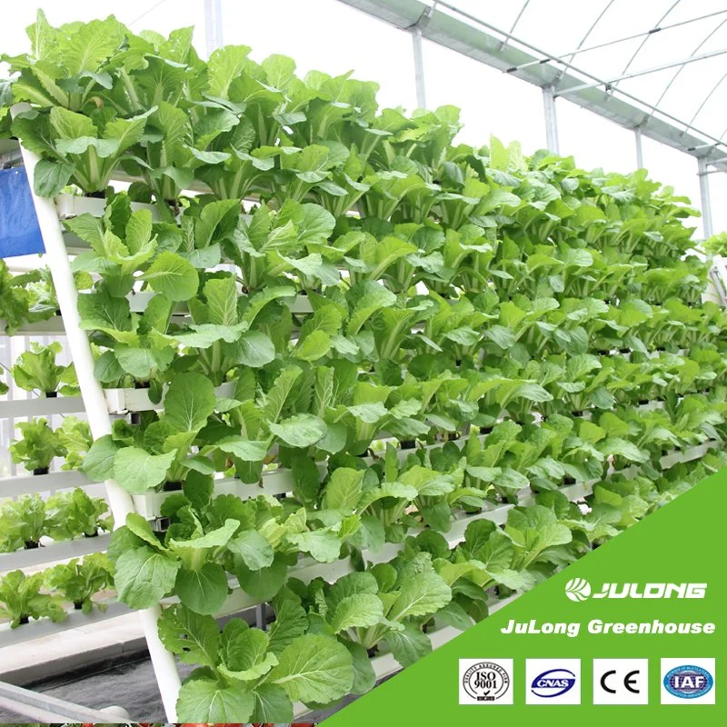 Vertical Nft Hydroponic Arch Type Plastic Film Greenhouse with Lettuce Growing