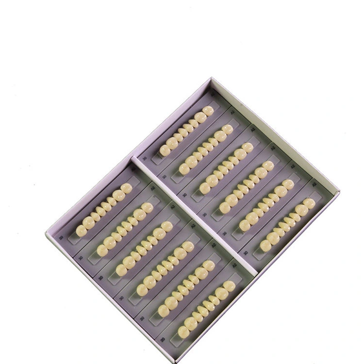 SJ High quality/High cost performance  3-Layer Acrylic Teeth Synthetic False Teeth Artificial Tooth