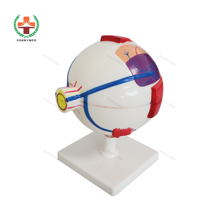 Sy-N023 Ophthaltic modelo educativo de enseñanza médica Anatomía del ojo humano modelo de bola