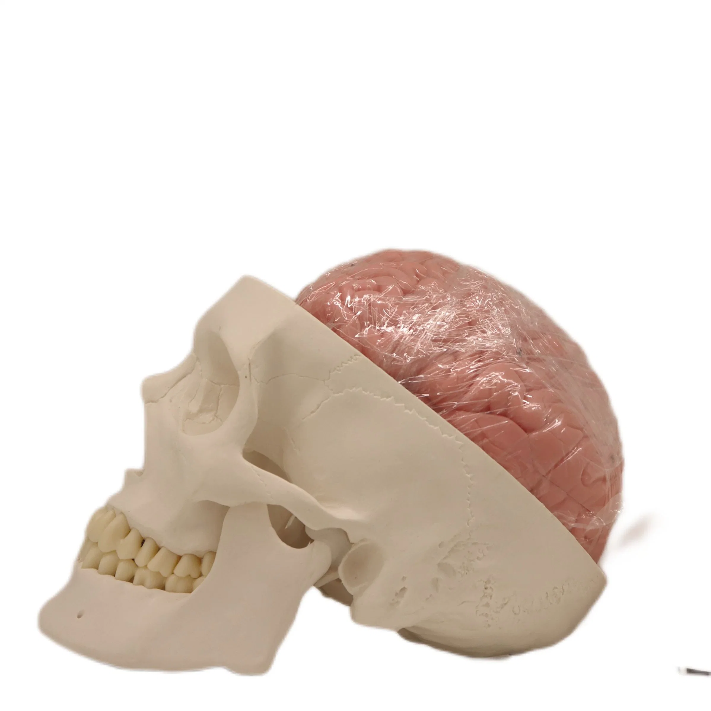 Medical Device Teaching Models Bone Color Human Teaching Skeleton Model of 3 Parts of Brain