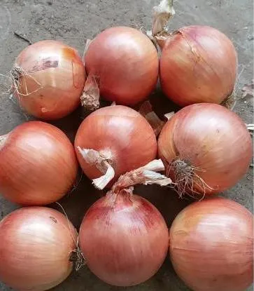 Gelb Weiß Grün Rote Zwiebel Geschälte Zwiebel