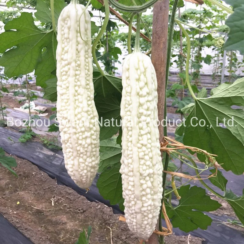 10g/sac hybride Momordica Charantia graines de Gourd blanc long amer Pour le semis