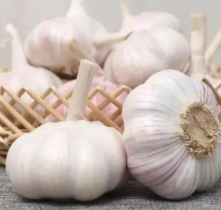 Chinese Garlic Normal White Garlic The Whole Sale