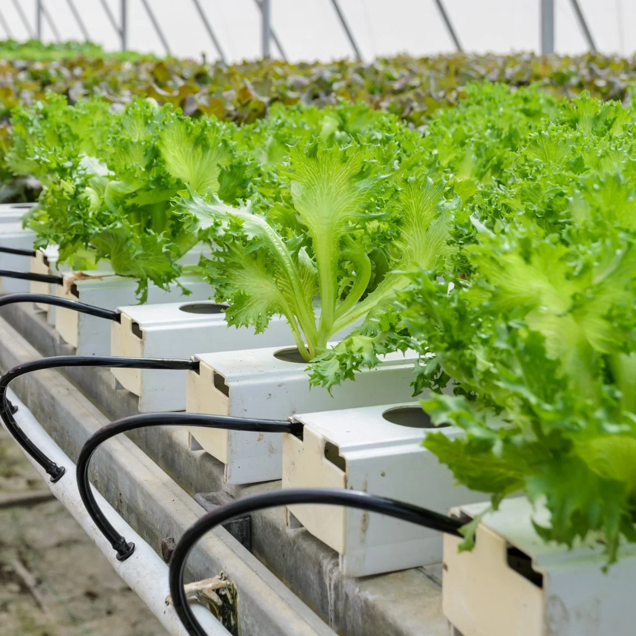 Vidrio/PC Hoja/película cubierta Greenhouse por Soilless cultivo con sistema hidropónico