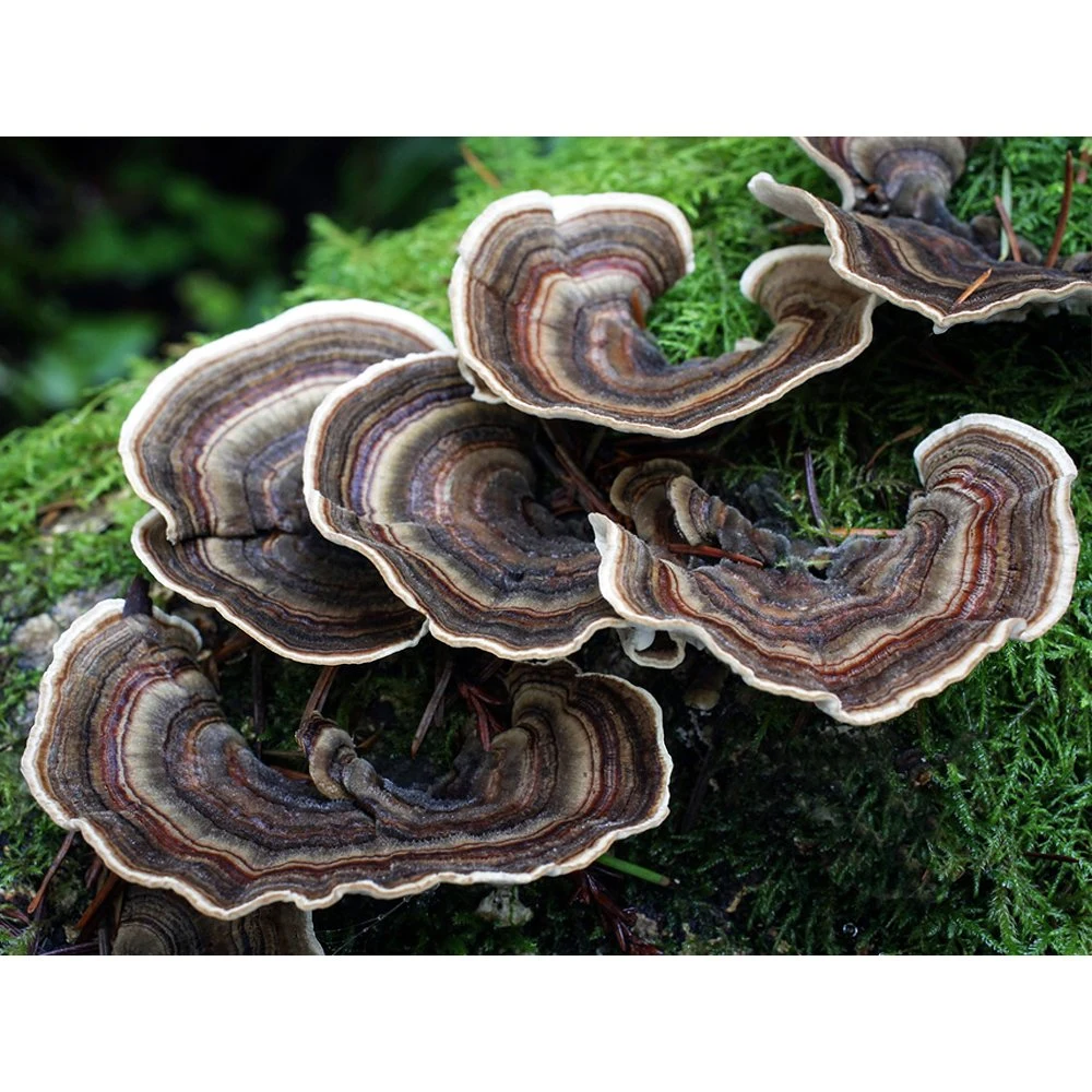 Extrait de champignon de la queue de dinde Coriolus Versicolor Ganoderma Lucidum Mushroom Mélanges hydrosolubles