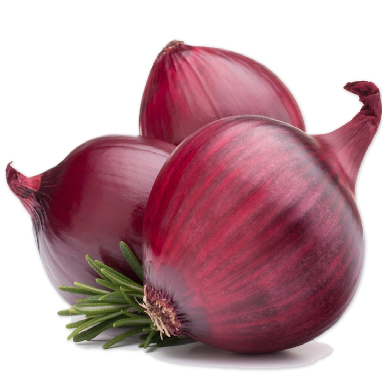 Wholesale Onion Bawang Bombay Onion Fresh Red Onion with Export Price