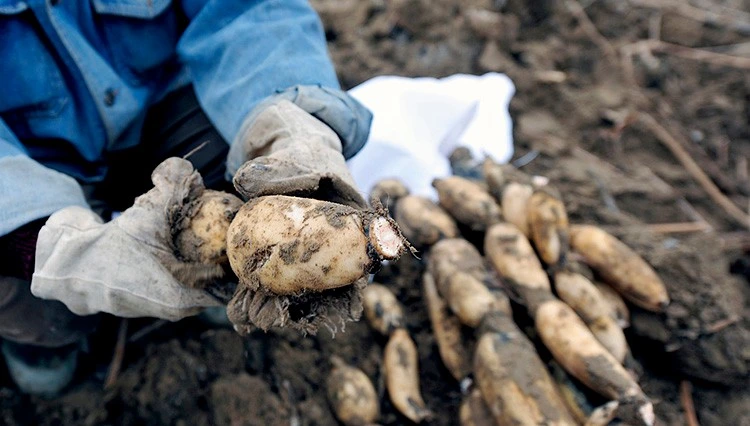 New Crop of Fresh Lotus Root